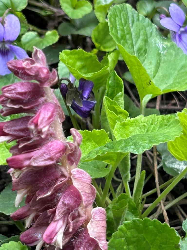 дивовижна рослинність заповідного куточка